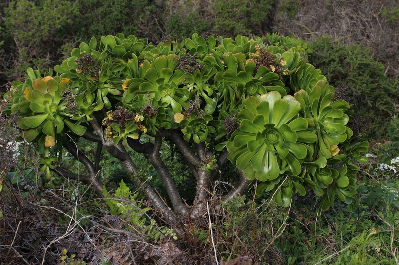Aeonium rubrolineatum photo 4