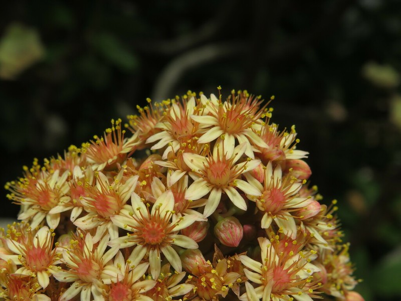 Aeonium rubrolineatum photo 5