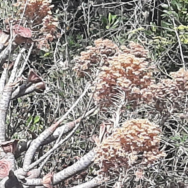 Aeonium rubrolineatum photo 6