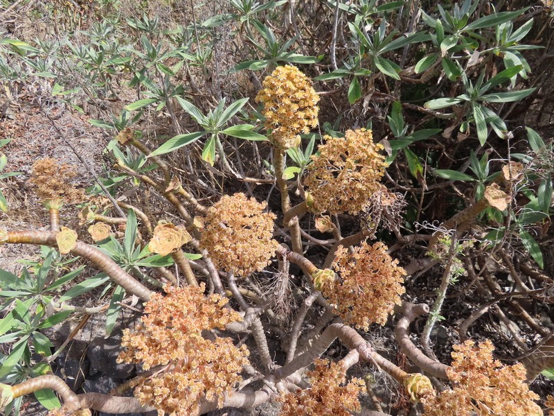 Aeonium rubrolineatum photo 7