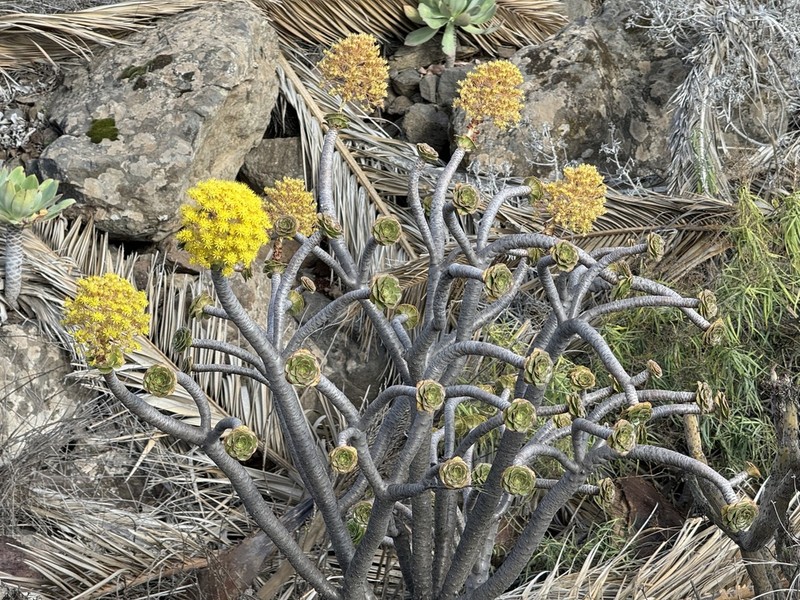 Aeonium rubrolineatum photo 8