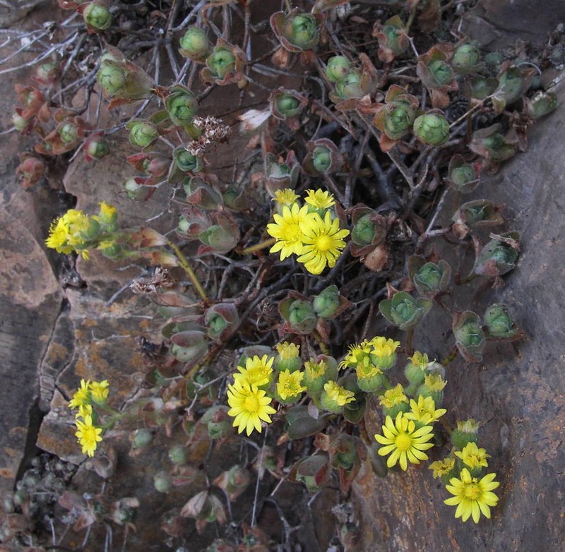 Aeonium saundersii