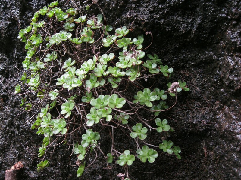 Aeonium saundersii photo 3