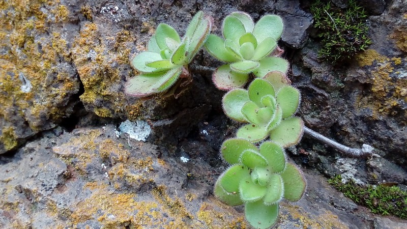 Aeonium saundersii photo 5