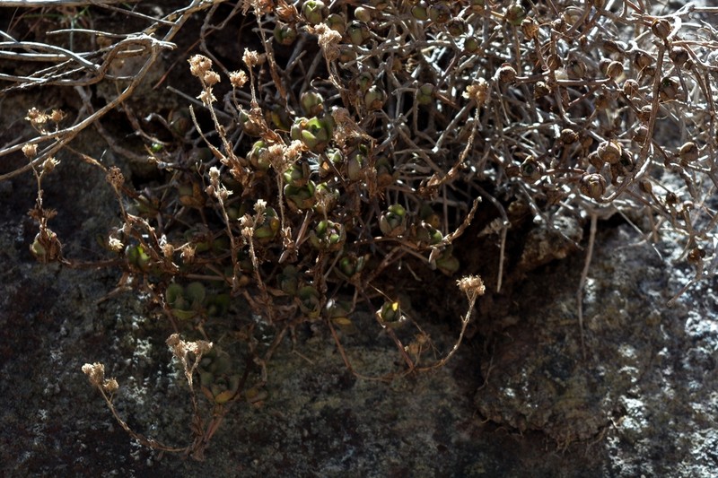 Aeonium saundersii photo 6