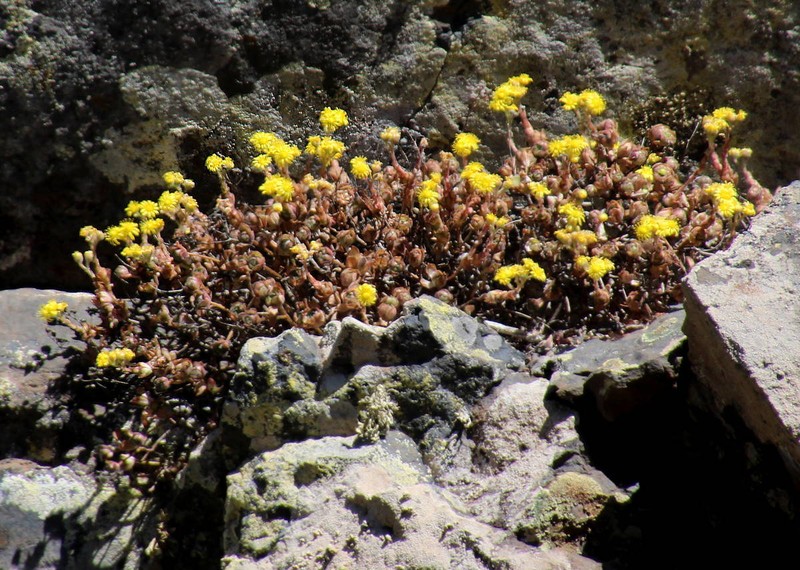 Aeonium saundersii photo 7