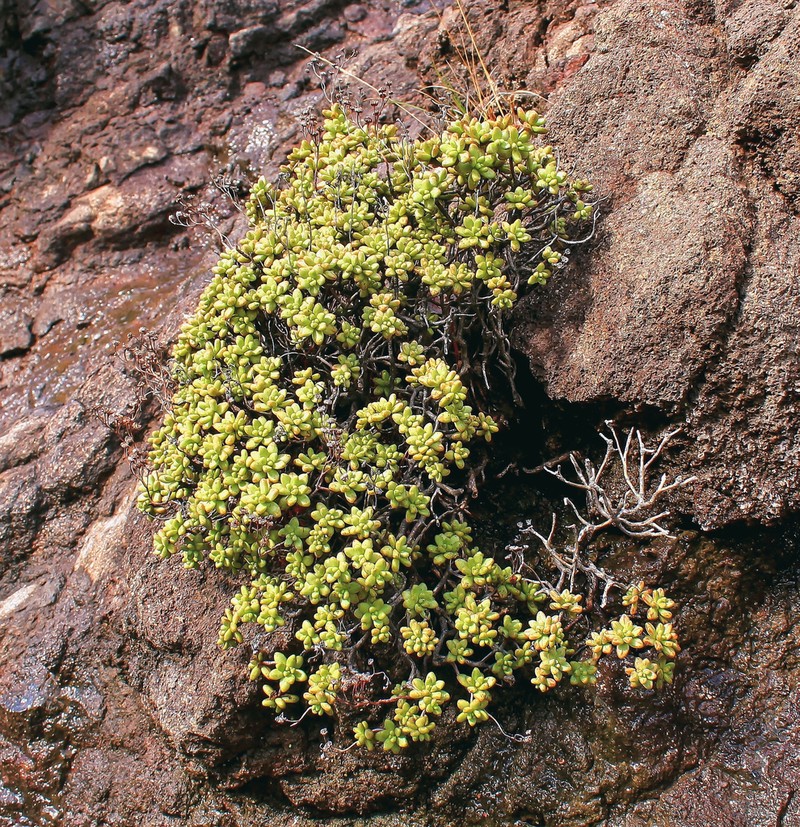 Aeonium sedifolium photo 2