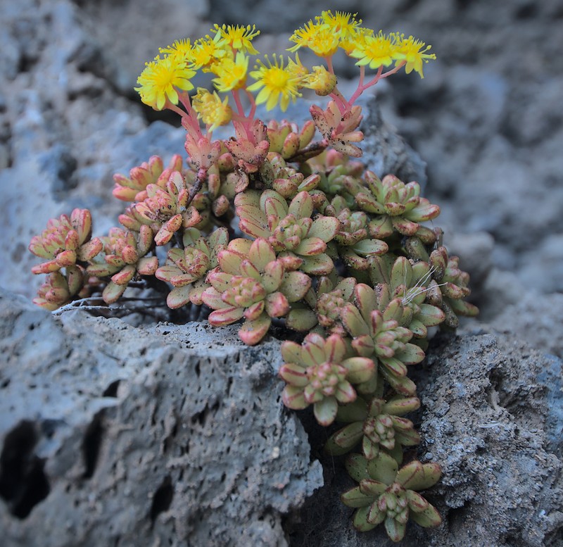Aeonium sedifolium photo 3