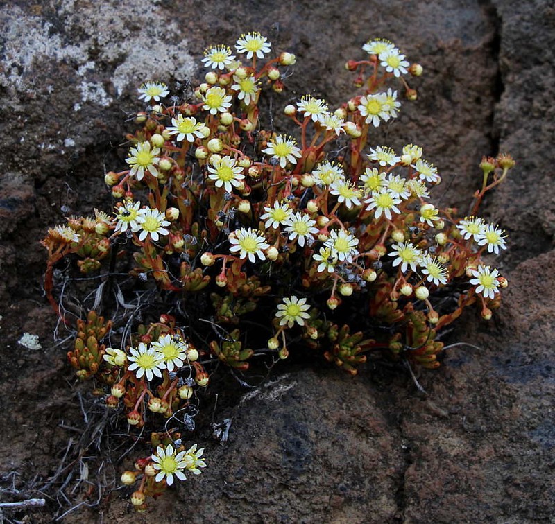 Aeonium sedifolium photo 4