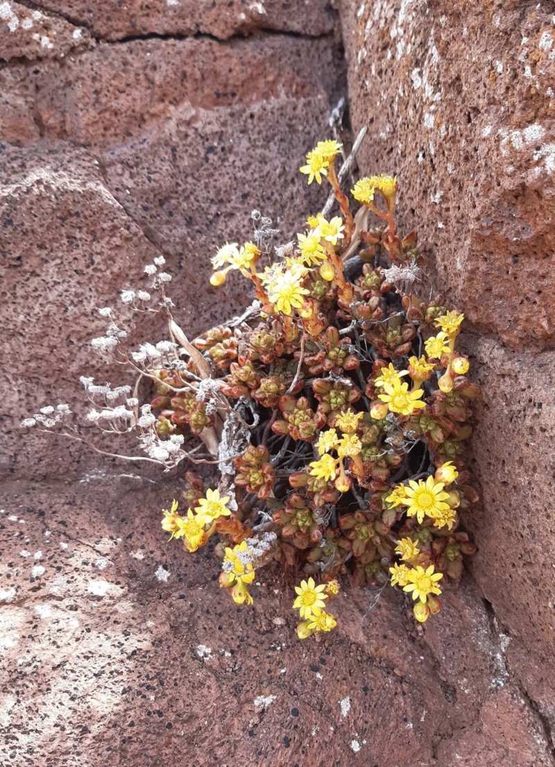 Aeonium sedifolium photo 5