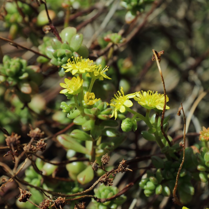 Aeonium sedifolium photo 6
