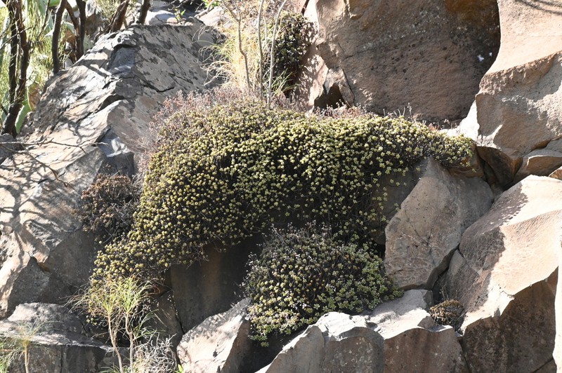 Aeonium sedifolium photo 7