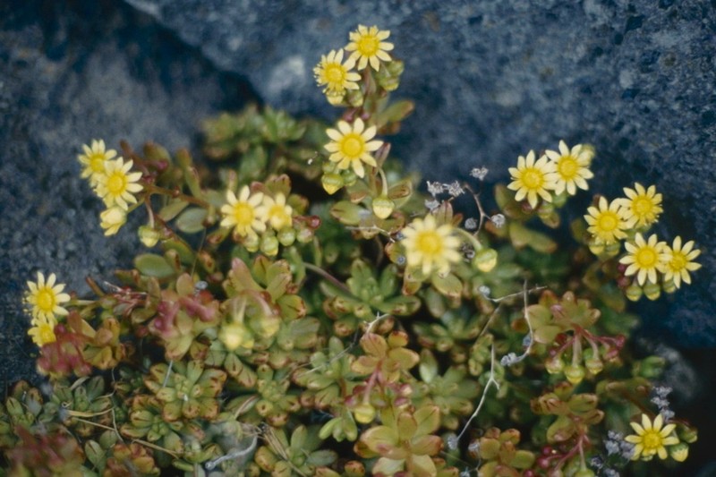 Aeonium sedifolium photo 8