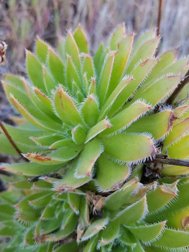 Aeonium simsii
