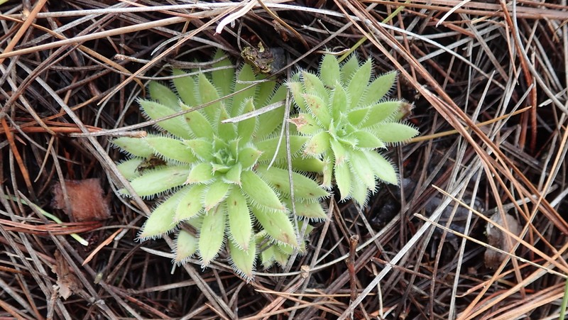 Aeonium simsii photo 2