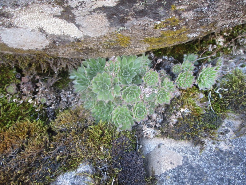 Aeonium simsii photo 3