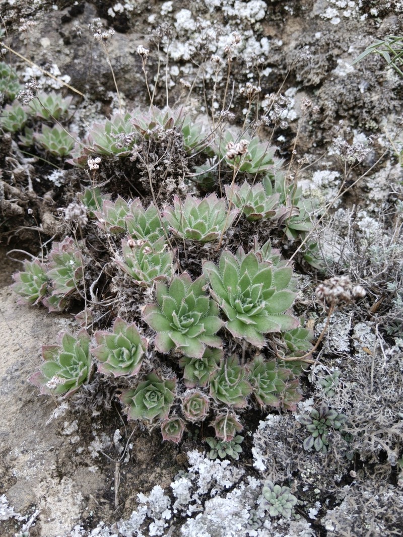 Aeonium simsii photo 4
