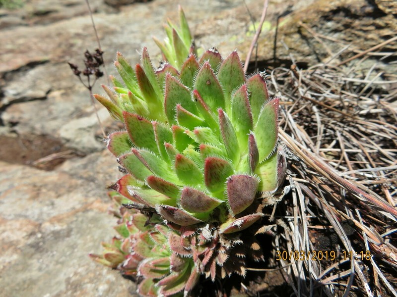Aeonium simsii photo 5