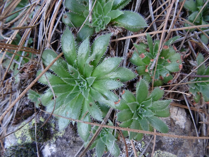 Aeonium simsii photo 8