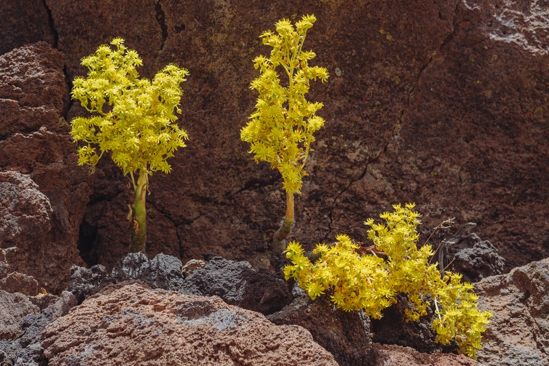 Aeonium smithii