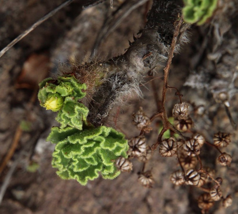 Aeonium smithii photo 2