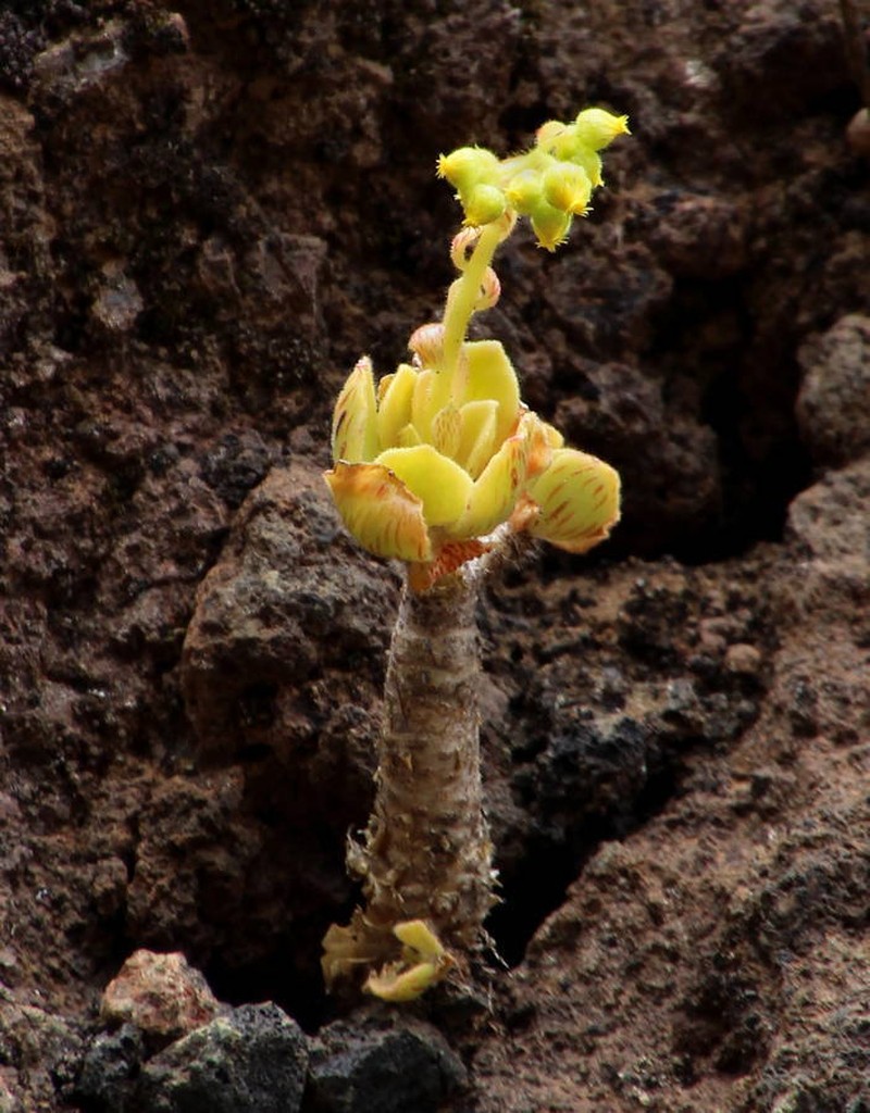 Aeonium smithii photo 3