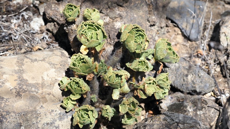 Aeonium smithii photo 5