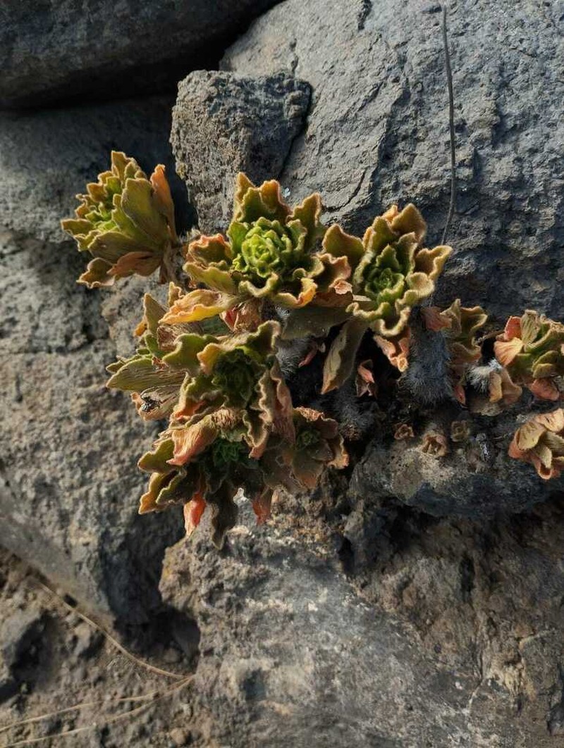 Aeonium smithii photo 6