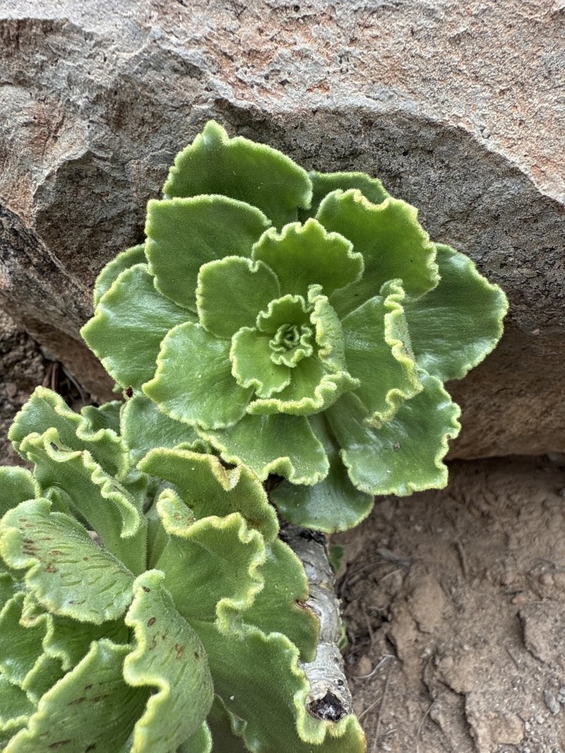 Aeonium smithii photo 7