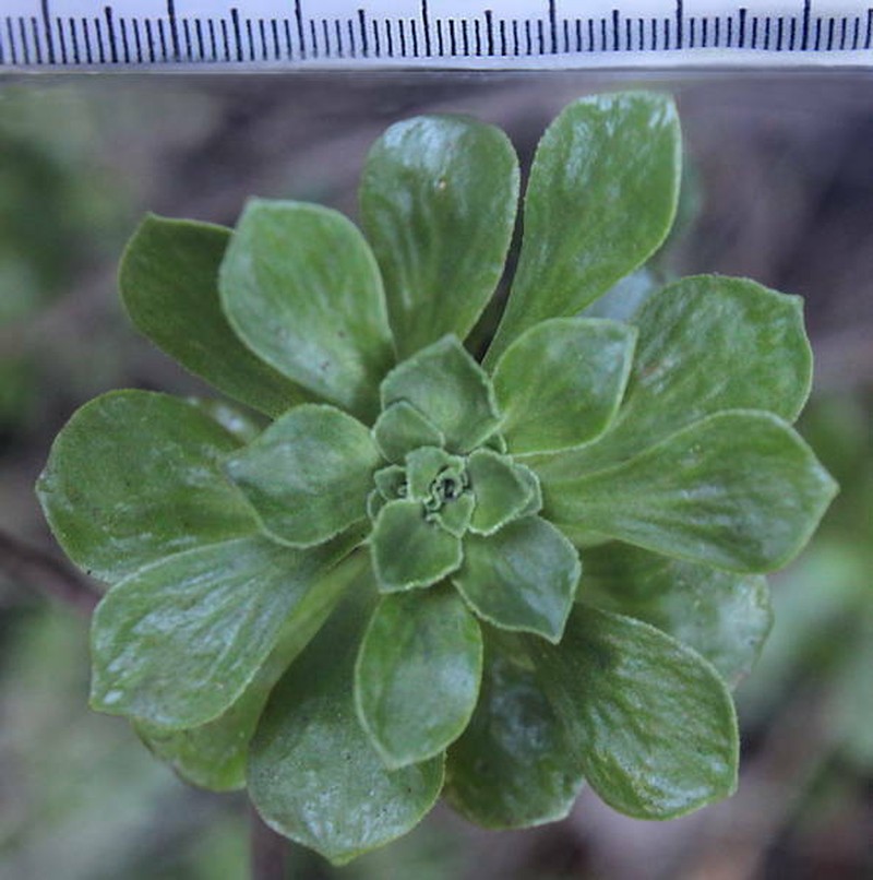 Aeonium spathulatum