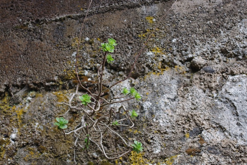 Aeonium spathulatum photo 2