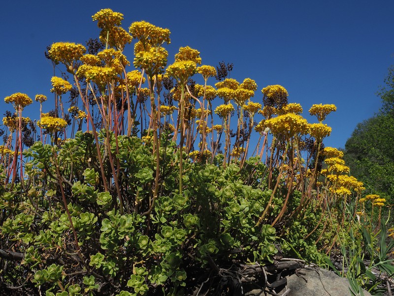 Aeonium spathulatum photo 3