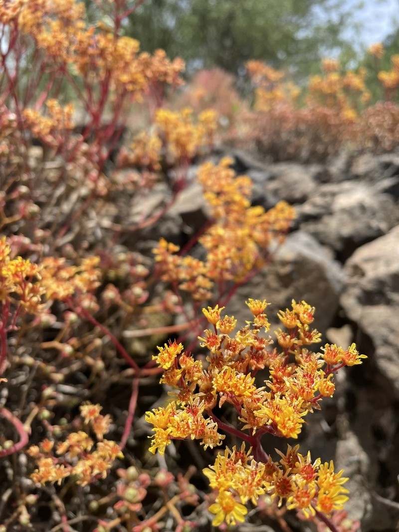 Aeonium spathulatum photo 4