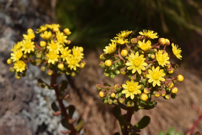 Aeonium spathulatum photo 5