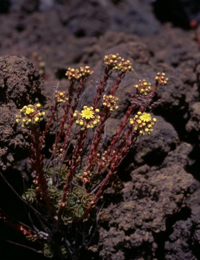Aeonium spathulatum photo 6