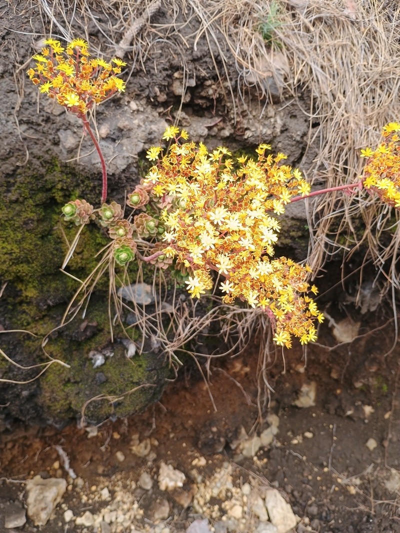 Aeonium spathulatum photo 7