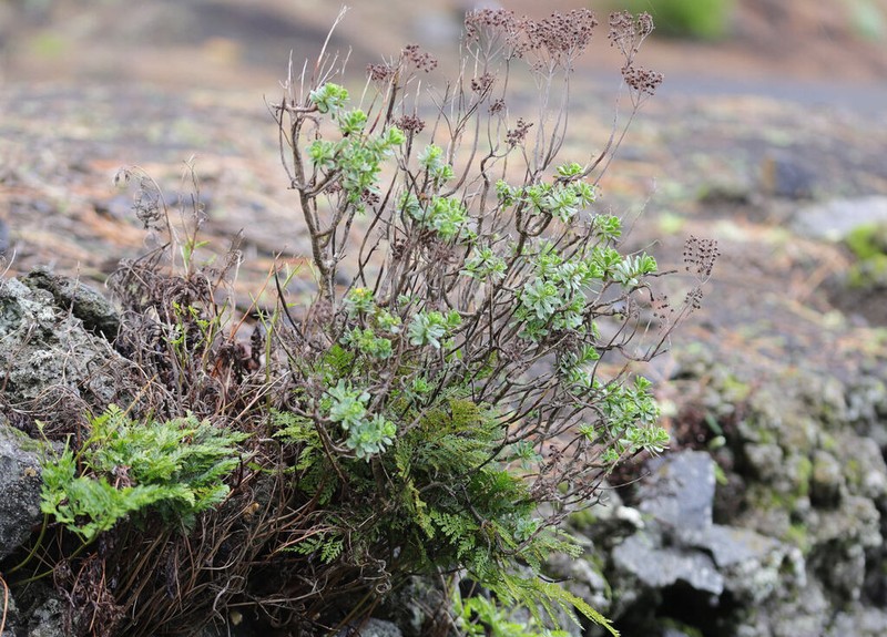 Aeonium spathulatum photo 8