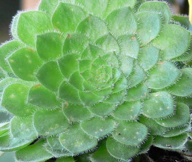 Aeonium tabuliforme