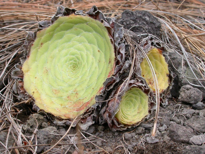 Aeonium tabuliforme photo 2