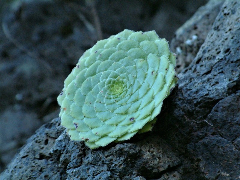Aeonium tabuliforme photo 3