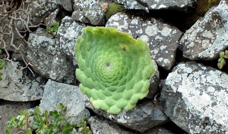 Aeonium tabuliforme photo 4