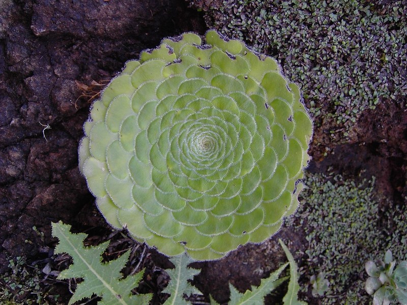 Aeonium tabuliforme photo 5