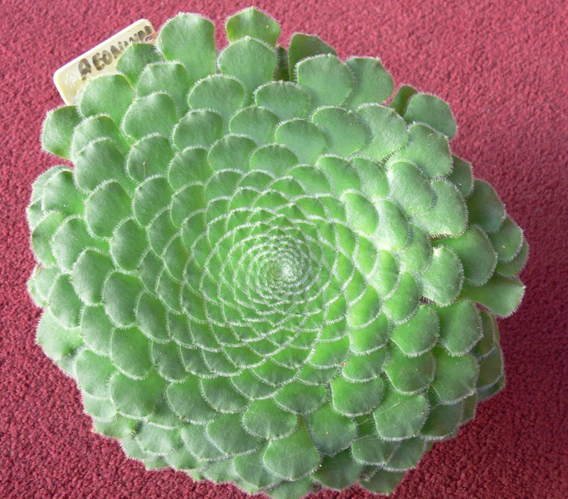 Aeonium tabuliforme photo 6