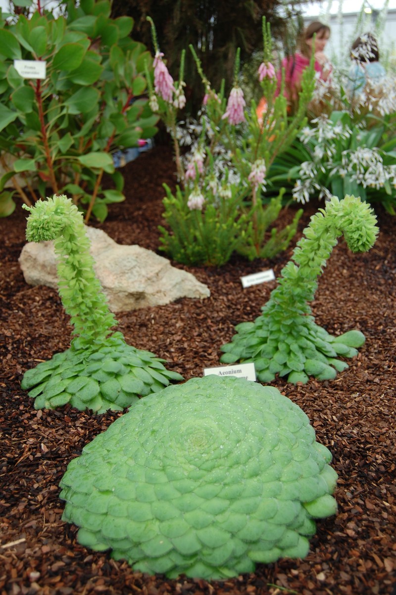 Aeonium tabuliforme photo 7