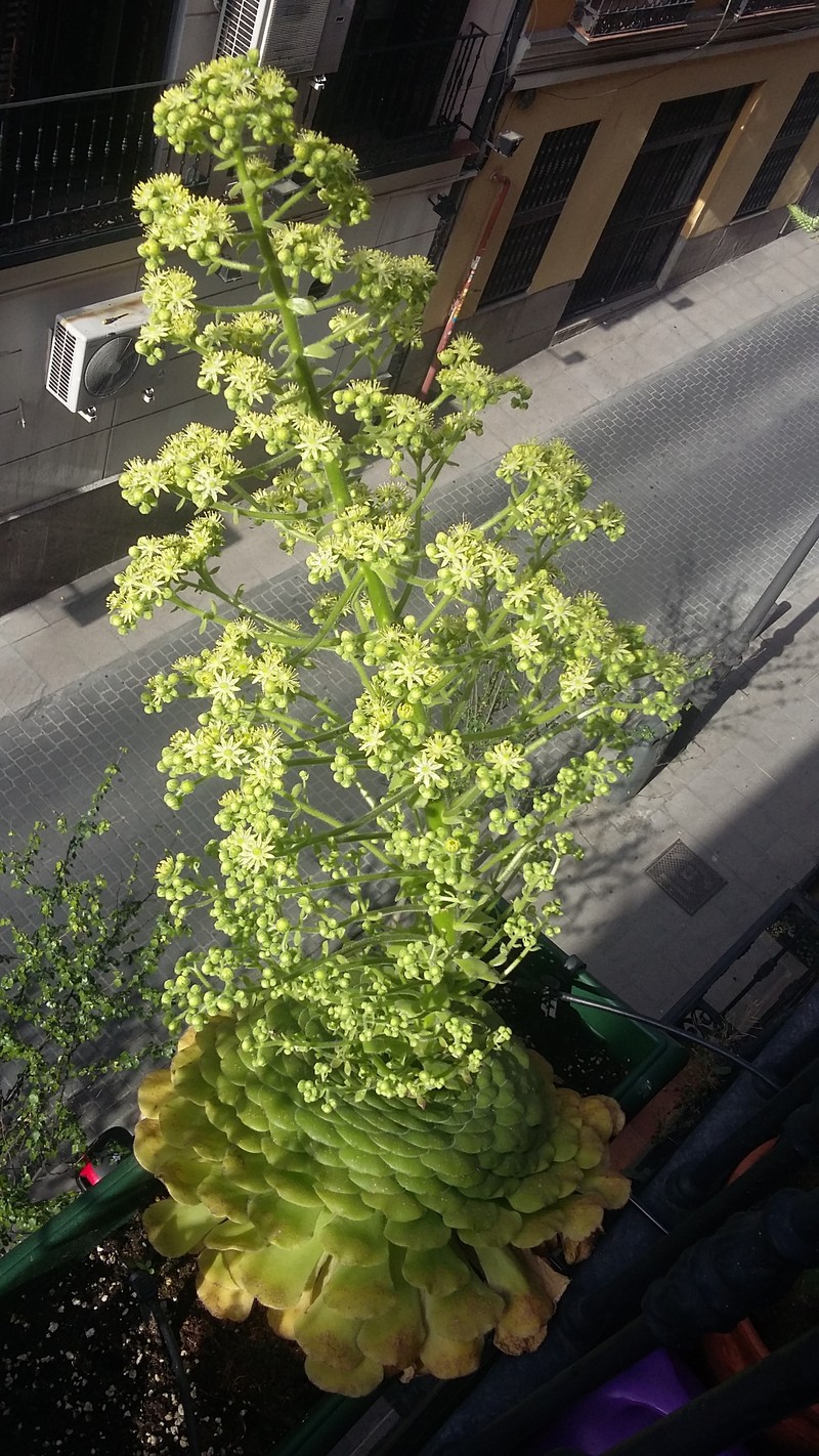 Aeonium tabuliforme photo 8