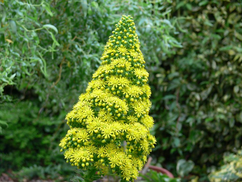Saucer-Plant photo 2