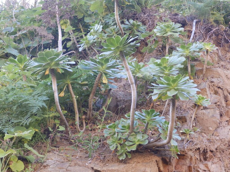 Saucer-Plant photo 3