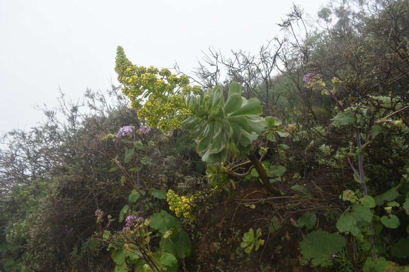 Saucer-Plant photo 4