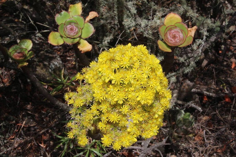 Saucer-Plant photo 5