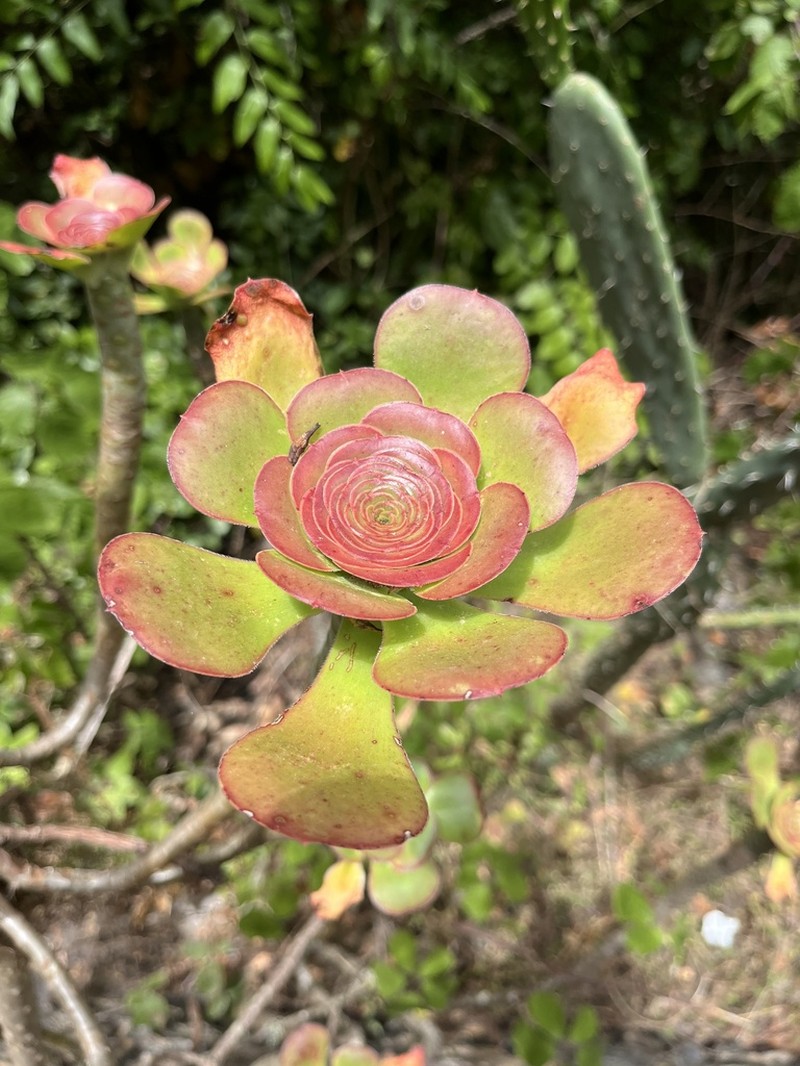 Saucer-Plant photo 6